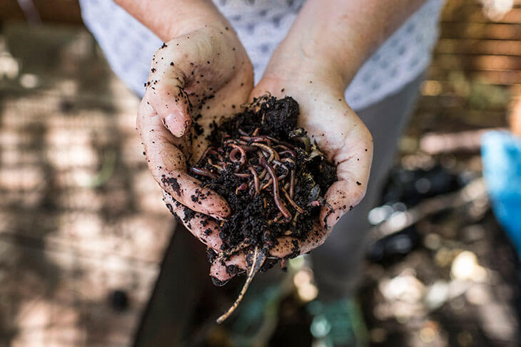 close up of hands holding soil and earthworms