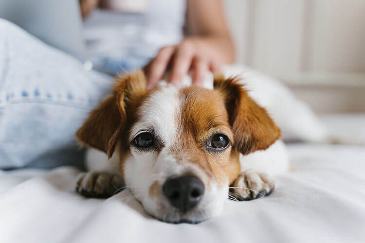 puppy laying on a bed
