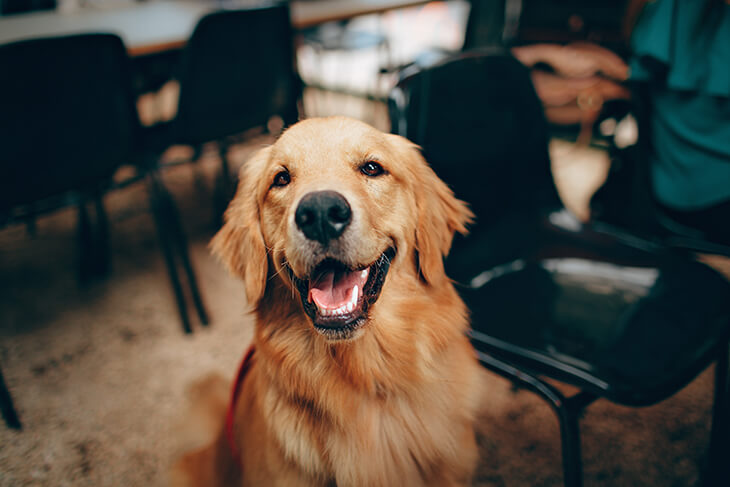 close up of an adorable labrador dog