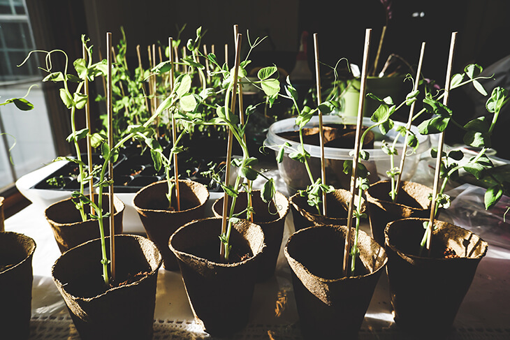 close up of saplings in pots