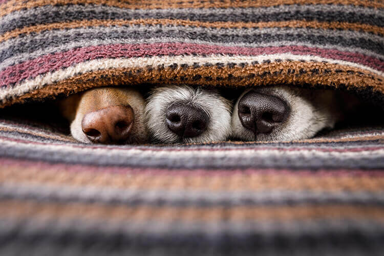 three dog noses peeking out under a blanket