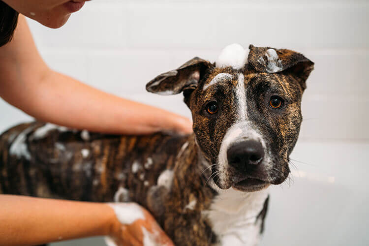 dog being bathed