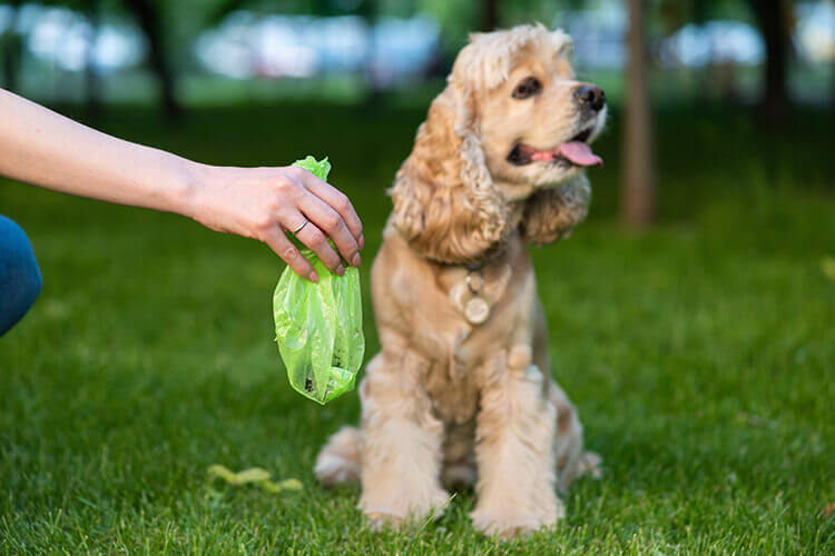 compostable dog poo bag