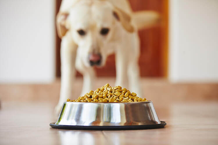 dog approaching a bowl of food