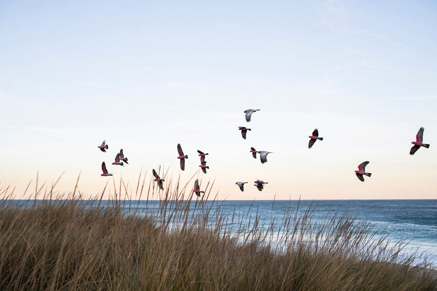 flock of galahs flying over a beach